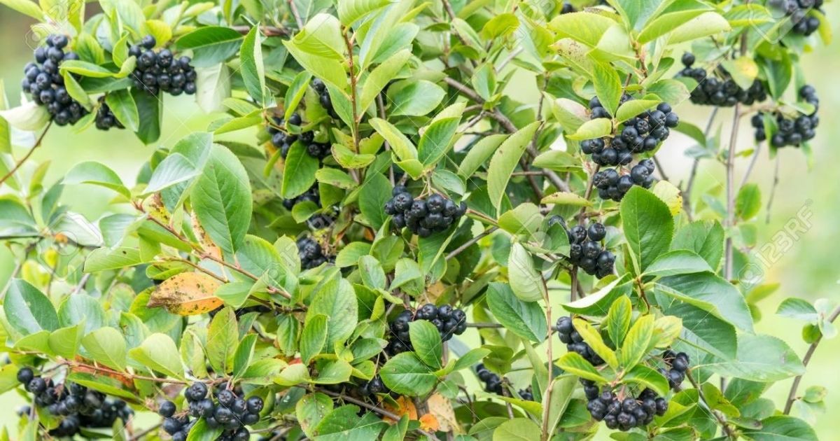 fekete-tree berkenye a cukorbetegség kezelésében