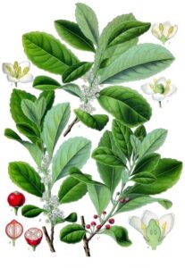Ilex paraguariensis - Köhlers Medizinal-Pflanzen-074