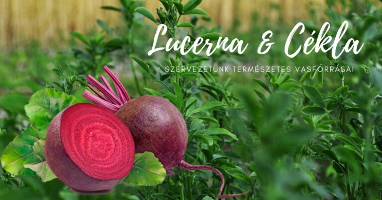 A lucerna & cékla – szervezetünk természetes vasforrásai